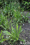 Ribwort Plantain (Plantago lanceolata)