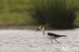 Steltkluut (Himantopus himantopus) 