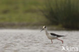 Steltkluut (Himantopus himantopus) 