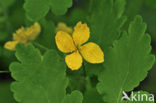 Stinkende gouwe (Chelidonium majus)