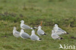 Stormmeeuw (Larus canus)