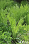 Ostrich Fern (Matteuccia struthiopteris)