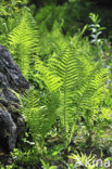 Ostrich Fern (Matteuccia struthiopteris)