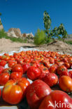 Tomaat (Solanum lycopersicum)