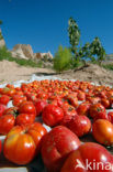 Tomato (Solanum lycopersicum)