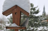 Turkse Tortel (Streptopelia decaocto)