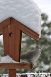 Turkse Tortel (Streptopelia decaocto)