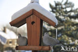 Collared Turtle Dove (Streptopelia decaocto)