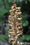 Bird’s-nest Orchid (Neottia nidus-avis)