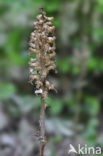 Bird’s-nest Orchid (Neottia nidus-avis)