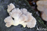 Waaiertje (Schizophyllum commune) 