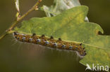 Wapendrager (Phalera bucephala)