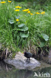 Common Moorhen (Gallinula chloropus)