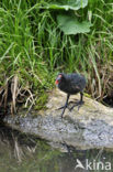 Waterhoen (Gallinula chloropus)