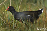 Waterhoen (Gallinula chloropus)