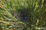 Common Snipe (Gallinago gallinago)