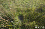 Common Snipe (Gallinago gallinago)