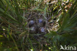 Common Snipe (Gallinago gallinago)