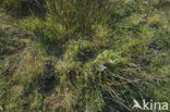 Common Snipe (Gallinago gallinago)