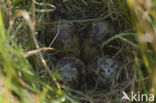 Common Snipe (Gallinago gallinago)