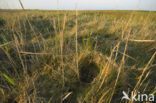 Common Snipe (Gallinago gallinago)