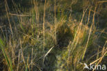 Common Snipe (Gallinago gallinago)