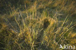 Common Snipe (Gallinago gallinago)