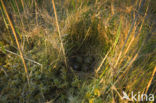 Common Snipe (Gallinago gallinago)