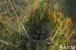 Common Snipe (Gallinago gallinago)