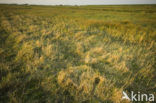 Common Snipe (Gallinago gallinago)