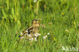 Common Snipe (Gallinago gallinago)