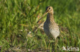 Common Snipe (Gallinago gallinago)