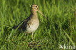 Common Snipe (Gallinago gallinago)
