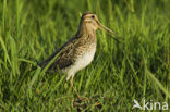 Common Snipe (Gallinago gallinago)