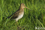 Common Snipe (Gallinago gallinago)