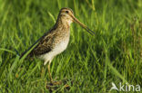 Common Snipe (Gallinago gallinago)