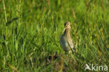 Common Snipe (Gallinago gallinago)