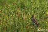 Common Snipe (Gallinago gallinago)