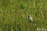Common Snipe (Gallinago gallinago)