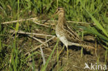 Common Snipe (Gallinago gallinago)