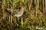 Common Snipe (Gallinago gallinago)