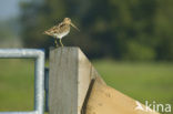 Common Snipe (Gallinago gallinago)