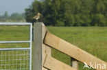 Common Snipe (Gallinago gallinago)