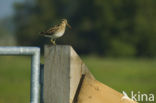 Common Snipe (Gallinago gallinago)