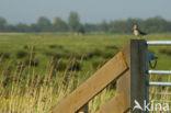Common Snipe (Gallinago gallinago)