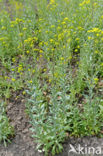 Wede (Isatis tinctoria)