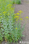 Wede (Isatis tinctoria)