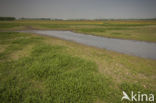 Weijenbus en Vroonmeer