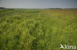 Weijenbus en Vroonmeer