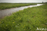 Weijenbus en Vroonmeer